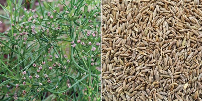 Premium Cumin Seeds
