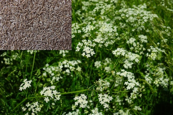 Premium Cumin Seeds