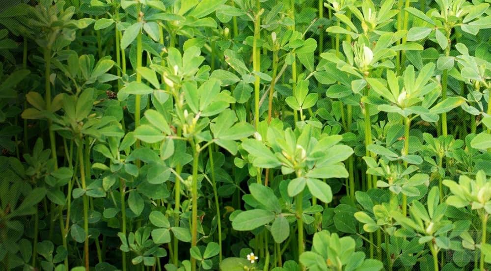 Premium Fenugreek Seeds