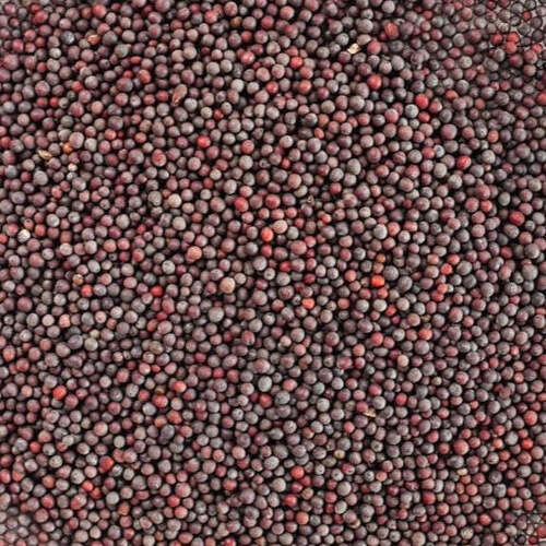 Premium Mustard Seeds